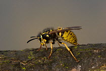 Common wasp (Vespula vulgaris) queen, Stiffkey, Norfolk, England, May