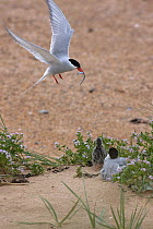 Arctic tern (Sterna paradisaea) carrying Sandeel landing at nest in fore dunes amongst Sea rocket (Cakile maritima) Nothumberland, UK