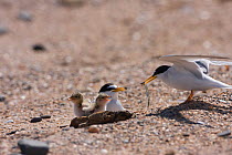 Little tern (Sternula albifrons) at nest carrying Sandeel to feed newly hatched chicks, Northumberland, UK