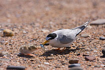 Little tern (Sternula albifrons) with Sandeel for newly hatched chick, Northumberland, UK