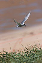 Arctic tern (Sterna paradisaea) flying into nest scrape in lyme grass in fore dunes, Northumberland, UK