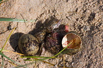 Newly hatched Arctic tern (Sterna paradisaea) with an unhatched egg, Northumberland, UK