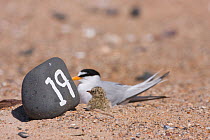 Little tern (Sternula albifrons) on marked scrape nest with newly hatched chick, Northumberland, UK