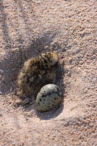 Newly hatched Arctic tern (Sterna paradisaea) chick with unhatched egg in nest, Northumberland, UK