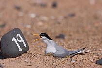 Little tern (Sternula albifrons) on marked scrape nest with two newly hatched chicks, calling mate, Northumberland, UK
