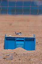 Little tern (Sternula albifrons) sitting on scape on raised fish box to prevent flooding by rising sea levels, Northumberland, UK