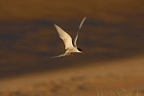 Arctic tern (Sterna paradisaea) coming in to land near nest in fore dunes, Northumberland, UK