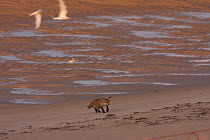 Red fox cub (Vulpes vulpes) trying to predate Tern colony eggs or young, Northumberland, UK