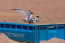 Little tern (Sternula albifrons) pair, one taking off, the other feeding in marked scrape nest on raised fish boxes to prevent flooding by rising sea levels, Northumberland, UK
