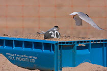 Little tern (Sternula albifrons) pair, one in flight, the other feeding, in marked nest on raised fish box to prevent flooding by rising sea levels, Northumberland, UK
