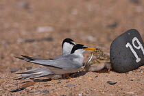 Little tern (Sternula albifrons) pair at marked scrape nest with young feeding, Northumberland, UK
