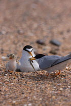 Little tern (Sternula albifrons) bringing Sandeel prey to nest, with sitting bird and newly hatched young, Northumberland, UK