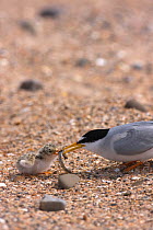 Little tern (Sternula albifrons) feeding newly hatched chick with sandeel, Northumberland, UK