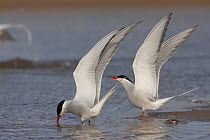Two of Arctic terns (Sterna paradisaea) drinking from a freshwater stream close to their breeding colony, Northumberland, UK