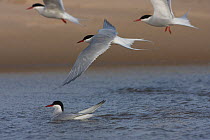 Arctic terns (Sterna paradisaea) on water and in flight over feshwater close to nesting colony, Northumberland, UK