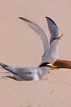 Little tern (Sternula albifrons) pair, one on nest the other taking off, Northumberland, UK
