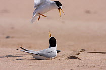 Little terns (Sternula albifrons) pair changing over incubation at nest, Northumberland, UK