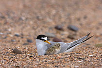 Little tern (Sternula albifrons) with newly hatched chick, Northumberland, UK