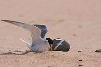 Little tern (Sternula albifrons) landing at marked nest scrape, Northumberland, UK