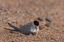 Little tern (Sternula albifrons) with newly hatched chick still showing egg tooth on nest, Northumberland, UK