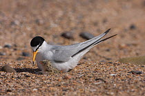 Little tern (Sternula albifrons) with newly hatched chick at nest scrape, Northumberland, UK