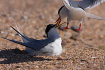 Arctic tern (Sterna paradisaea) in flight and Little tern (Sterna albifrons) on nest fighting, the Little terns having invaded the Arctic terns breeding space, Northumberland, UK