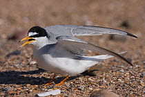 Little tern (Sternula albifrons) calling with open wings, Northumberland, UK