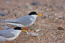 Little tern (Sternula albifrons) feeding newly hatched chicks with Sandeel, Northumberland, UK
