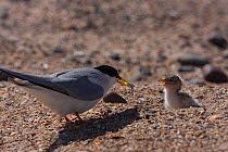Little tern (Sternula albifrons) feeding newly hatched chick a Sand eel, Northumberland, UK