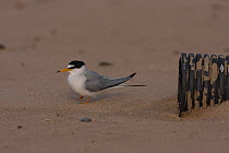 Little tern (Sternula albifrons) near deliberately placed drainage pipe providing cover from aerial predators, Northumberland, UK