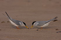 Little tern (Sternula albifrons) courtship prior to nest scrape creation, Northumberland, UK