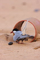 Rear view of an Arctic tern (Sterna paradisaea) by drainage pipe providing cover from aerial predators, Northumberland, UK