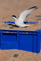 Litle tern (Sternula albifrons) taking off from raised nesting platform (fish box) to prevent flooding by high tides, Northumberland, UK