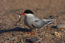 Arctic tern (Sterna paradisaea) with Pouting (Trisopterus luscus) for courtship feeding with nearby mate, Northumberland, UK