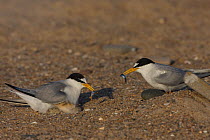 Little tern (Sternula albifrons) pair at nest scrape with Sandeel prey for newly hatched young, Northumberland, UK