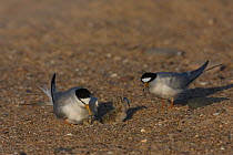 Little tern (Sternula albifrons) pair at nest scrape feeding newly hatched young with Sandeel prey, Northumberland, UK
