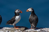 Two Puffins (Fratercula arctica) on nesting cliffs, Farne Islands, Northumberland, UK