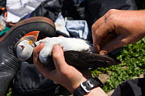 Puffin (Fratercula arctica) being having ring checked by researcher, Farne Islands, Northumberland, UK, June 2009