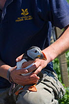 Person holding Puffin (Fratercula arctica) as part of monitoring, Farne Islands, Northumberland, UK, June 2009