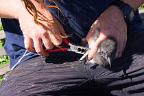 Person ringing Puffin (Fratercula arctica) chick, Farne Islands, Northumberland, UK, June 2009