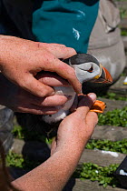 Puffin (Fratercula arctica) being held by person as part of National Trust monitoring, Farne Islands, Northumberland, UK, June 2009