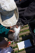 Puffin (Fratercula arctica) chick being ringed, Farne Islands, Northumberland, UK, June 2009