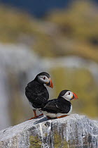 Puffin (Fratercula arctica) pair on cliffs prior to mating, Farne Islands, Northumberland, UK