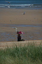 Researcher with umbrella preparing for the arrival of visitors to study behaviour of tern colonies, Northumberland, UK, June 2009