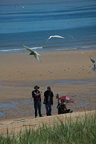Researcher with umbrella educating visitors in the behaviour of tern colonies, Northumberland, UK, June 2009