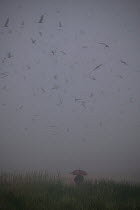 Arctic terns (Sterna paradisaea) in flight with a researcher walking, in mist, Northumberland, UK, June 2009