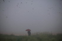 Arctic terns (Sterna paradisaea) in flight with a reseacher in mist, Northumberland, UK, June 2009