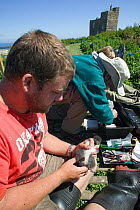 National Trust conservation scientists monitoring Puffin (Fratercula arctica) chick by measuring its size and ringing it, Inner Farne, Farne Islands, Northumberland, UK, June 2009