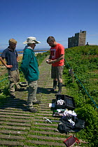 National Trust conservation scientists monitoring Puffin chicks (Fratercula arctica) Farne Islands, Northumberland, UK, June 2009