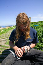 National Trust conservation scientists monitoring Puffin (Fratercula arctica) Inner Farne., Farne Islands, Northumberland, UK, June 2009